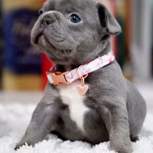Female Blue. This will be a great Christmas gift.