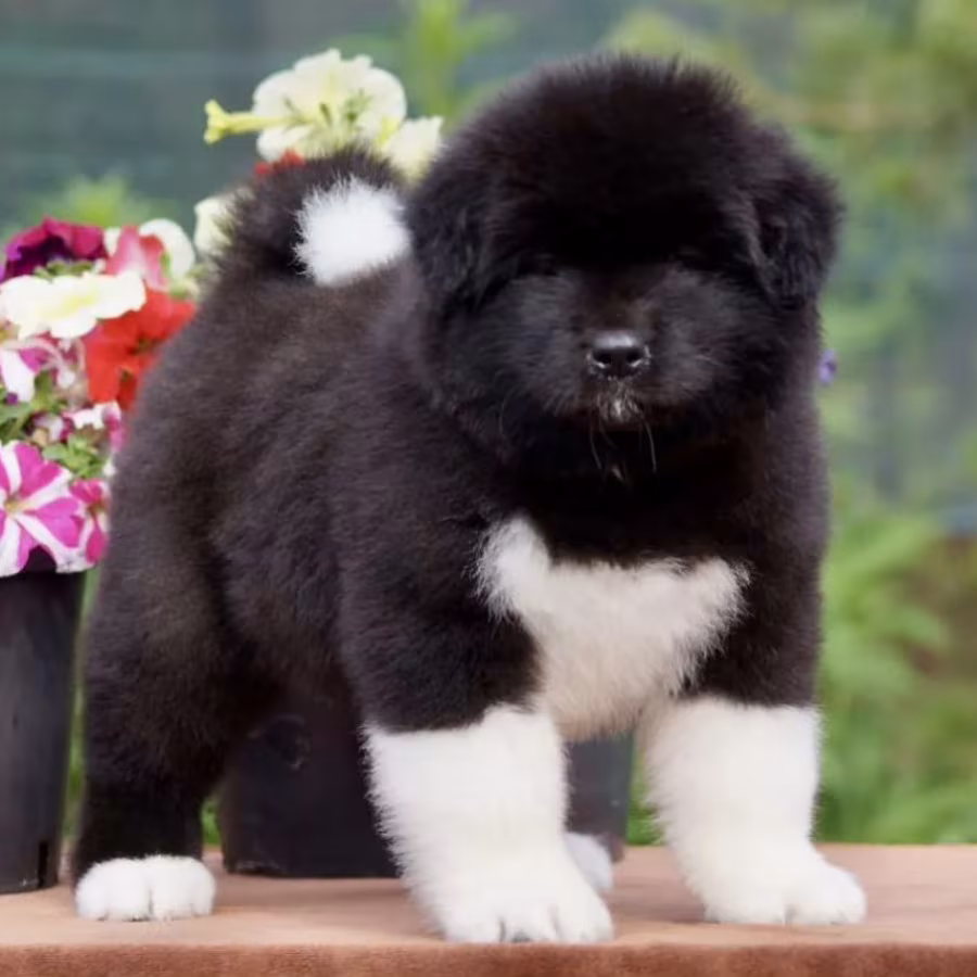 Akita Puppies for Sale in California (CA)