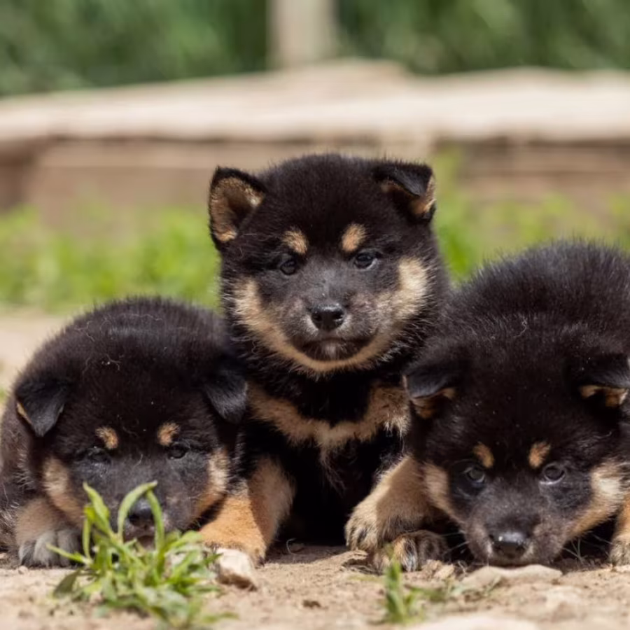 Akita Puppies for Sale in New York (NY)
