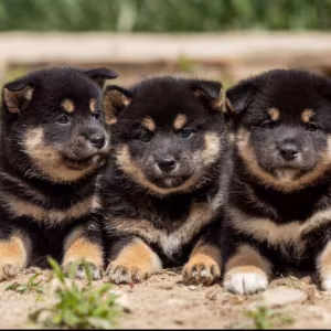 Akita Puppies for Sale in New York (NY)