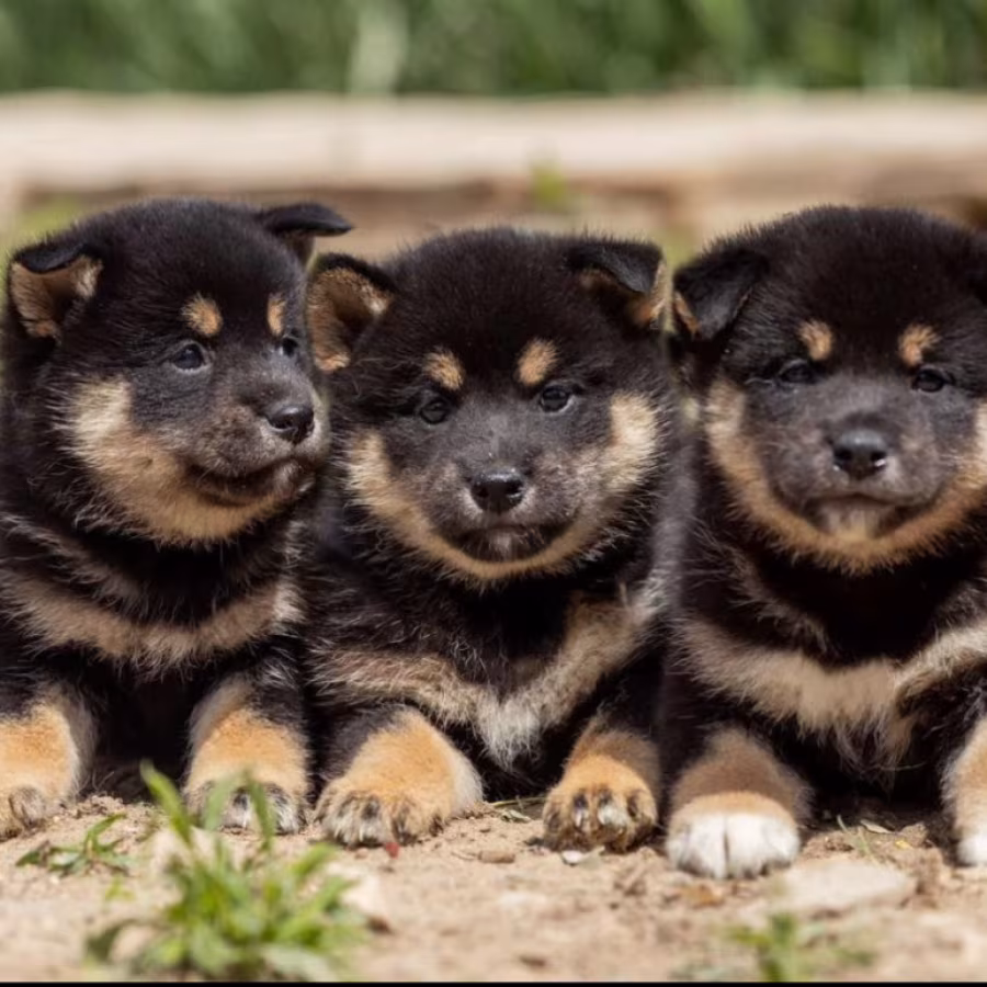Akita Puppies for Sale in New York (NY)