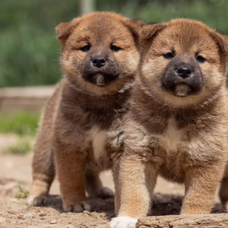 Akita Puppies for Sale in New York (NY)