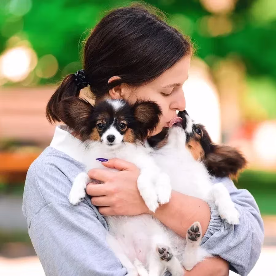 Papillon Puppies for Sale!