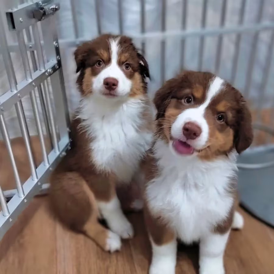 Australian Shepherd Puppies for Sale in Florida (FL)