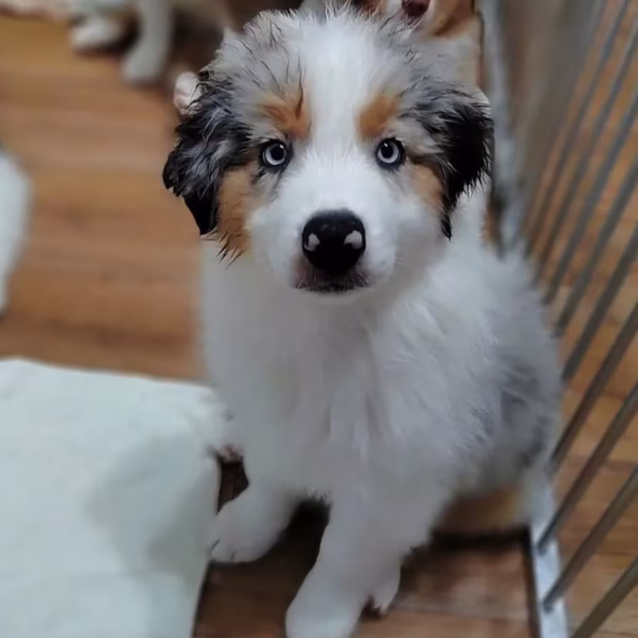 Australian Shepherd Puppies for Sale in Florida (FL)