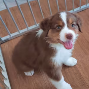 Australian Shepherd Puppies for Sale in Florida (FL)