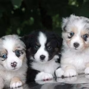 Female Aussie Puppy Looking for a Home in Texas (TX)