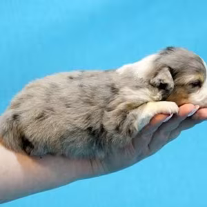 Female Aussie Puppy Looking for a Home in Texas (TX)