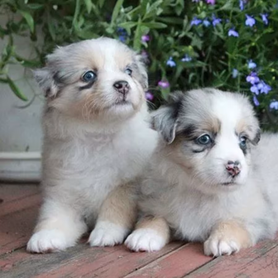 Aussie Brother and Sister Looking for Loving Homes in Colorado (CO)