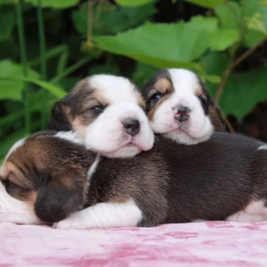 Beagle Puppies for Sale in New York (NY)