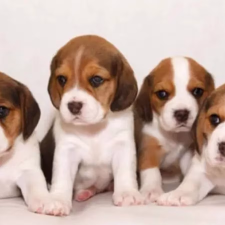Beagle Puppies for Sale in Colorado (CO)
