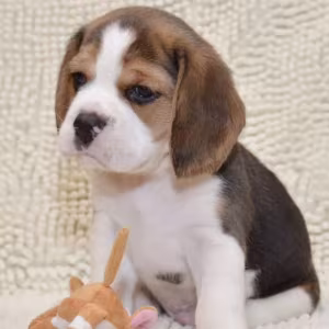 Beagle Puppies for Sale in Colorado (CO)