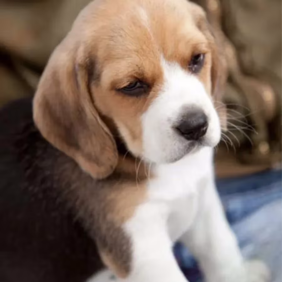 Beagle Girl Puppy for Sale in Florida (FL)