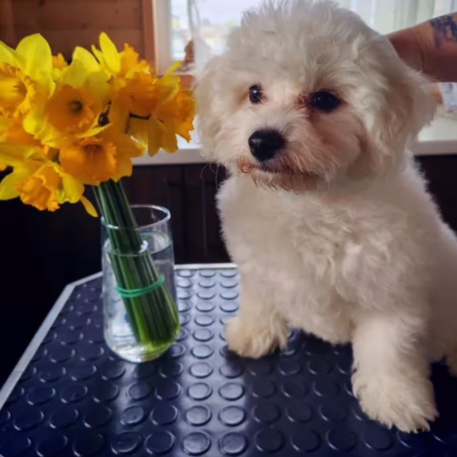 Bichon Frise Puppies for Sale in Texas (TX)