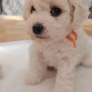 Bichon Frise Girl and Boy Looking for Loving Parents in Brooklyn
