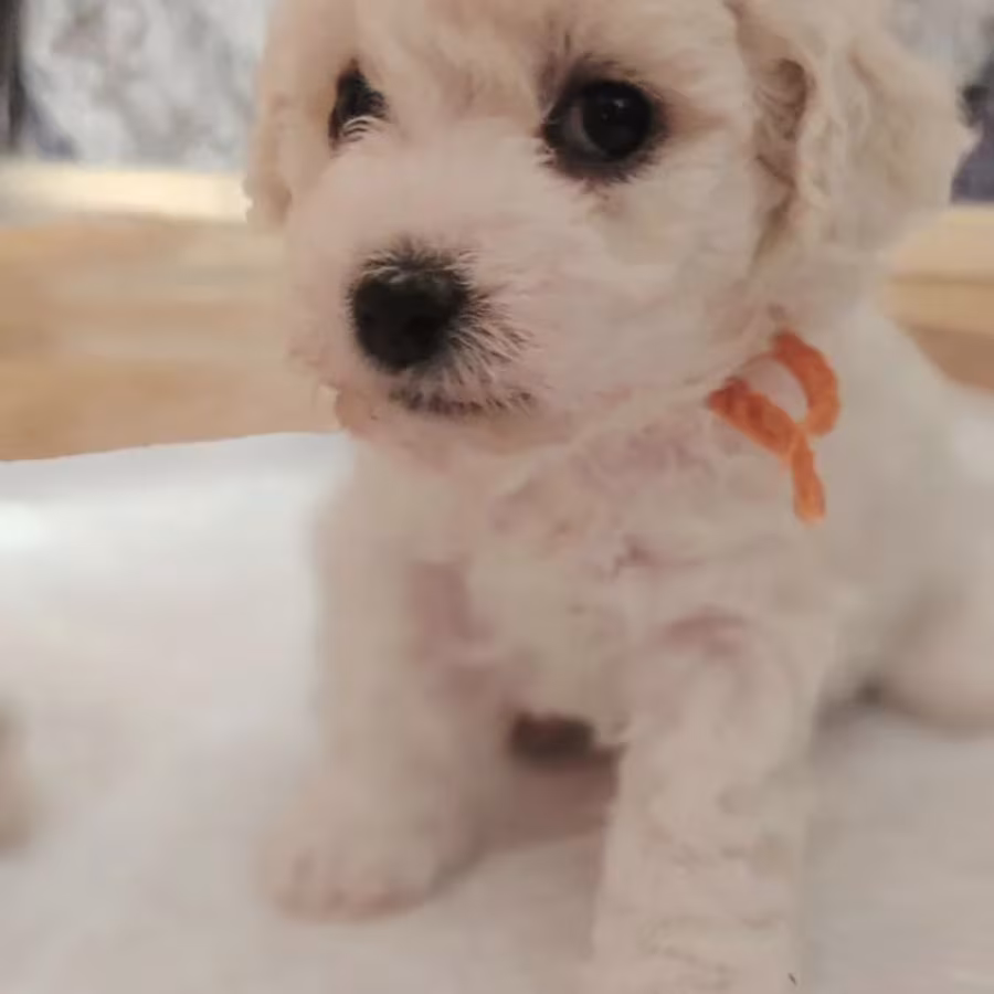 Bichon Frise Girl and Boy Looking for Loving Parents in Brooklyn
