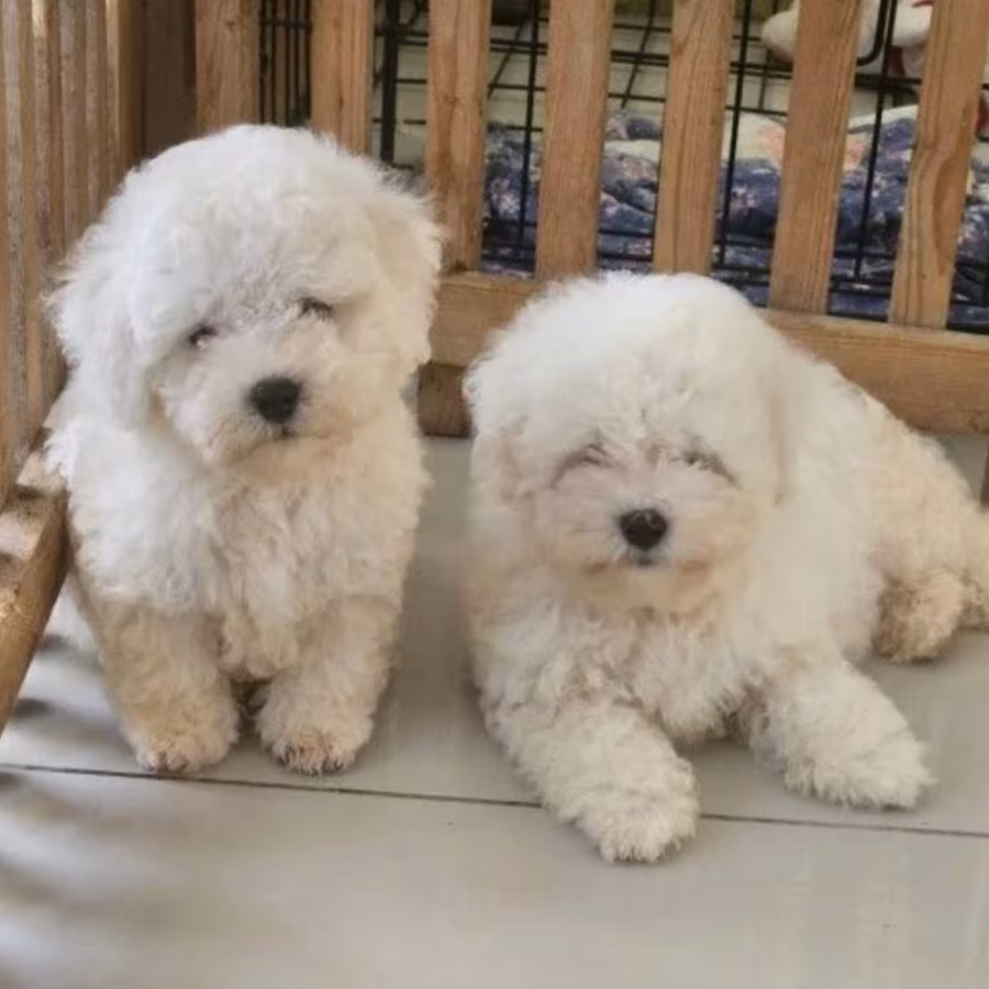 Two Bichon Frise Puppies for Sale in Houston