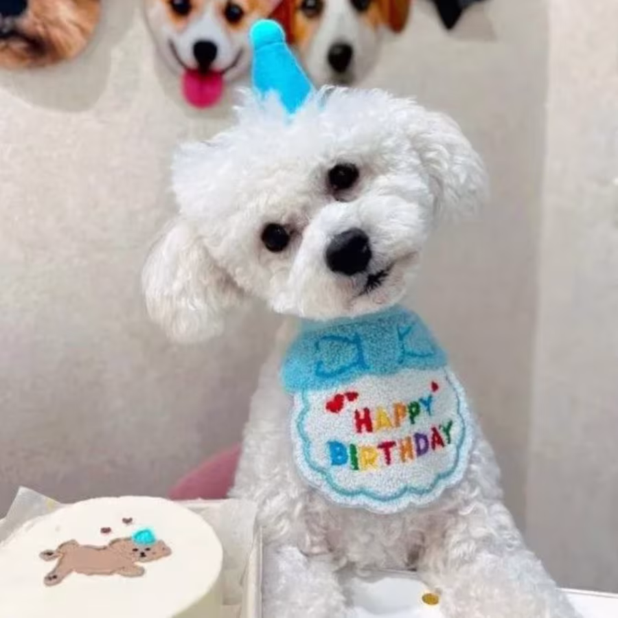 Two Bichon Frise Puppies for Sale in Houston