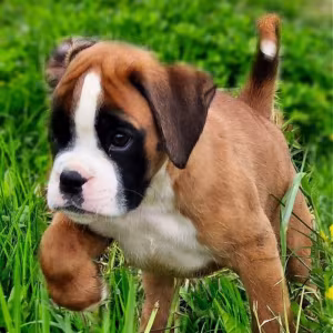 Boston Terrier Puppies for Sale in New York (NY)
