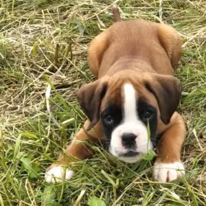 Boston Terrier Puppies for Sale in New York (NY)