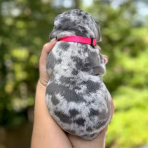 Female Blue Merle