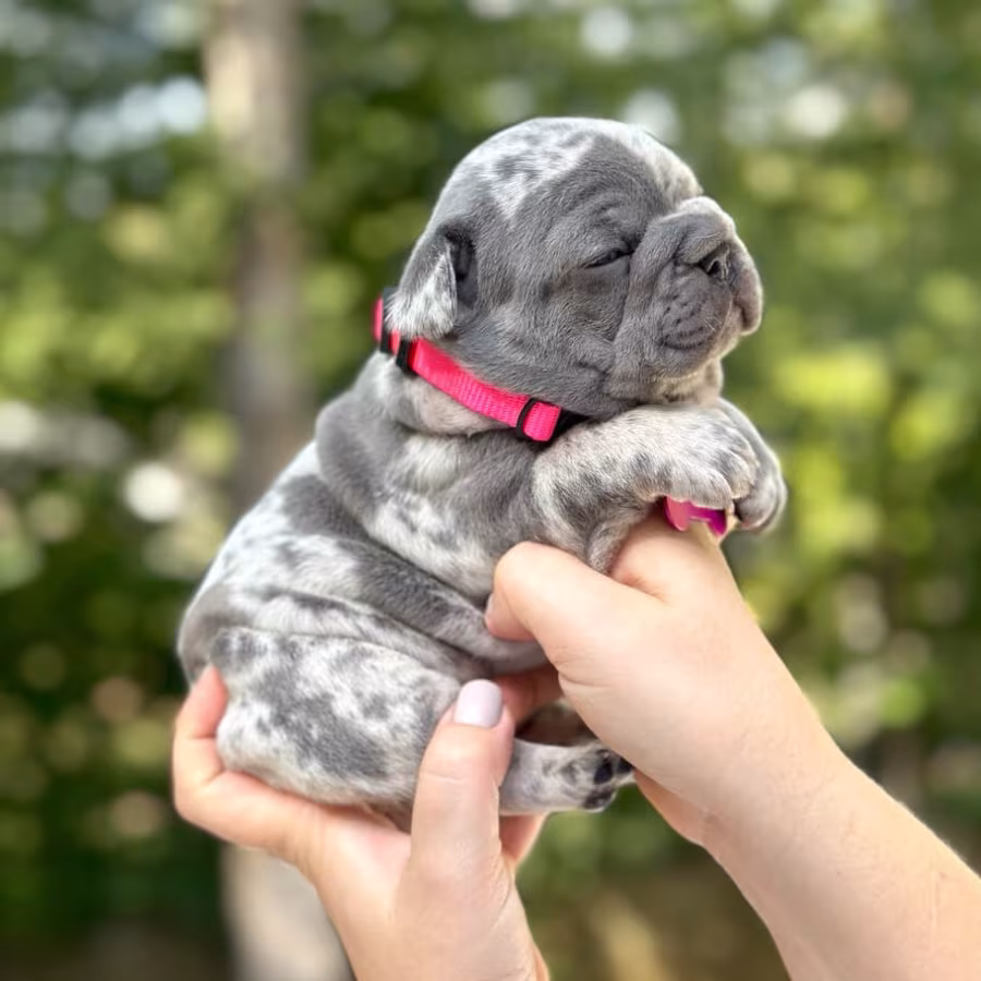 Female Blue Merle