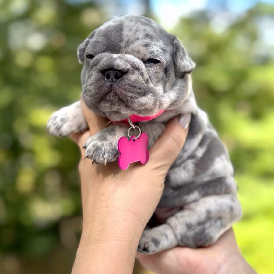 Female Blue Merle