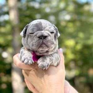 Female Blue Merle