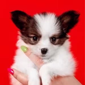 Luxurious Papillon Puppies from Our Professional Kennel!