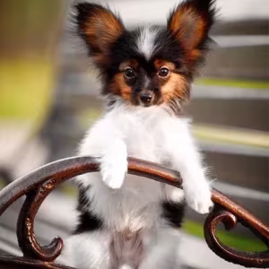 Luxurious Papillon Puppies from Our Professional Kennel!
