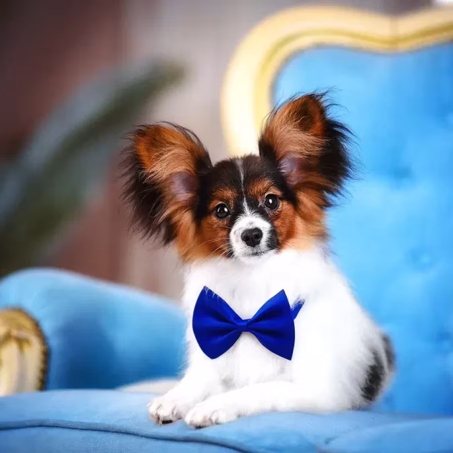 Luxurious Papillon Puppies from Our Professional Kennel!