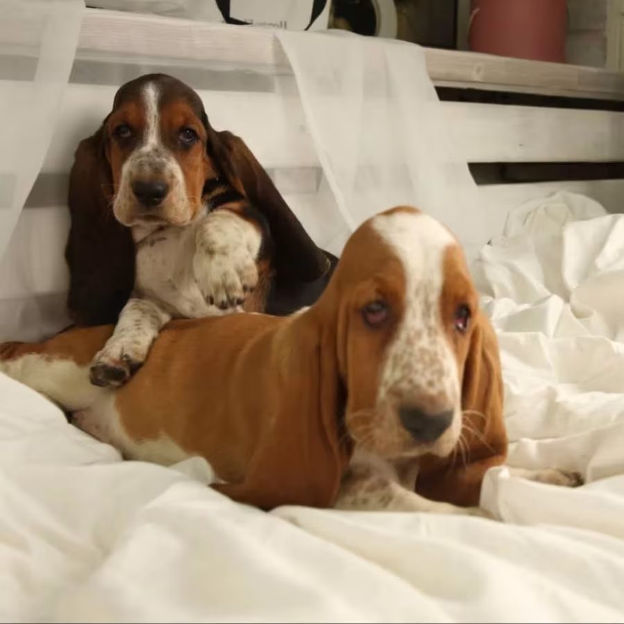 Basset Hound Puppies for Sale in New York (NY)