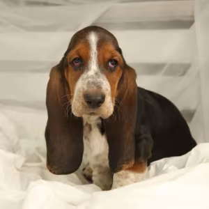 Basset Hound Puppies for Sale in New York (NY)
