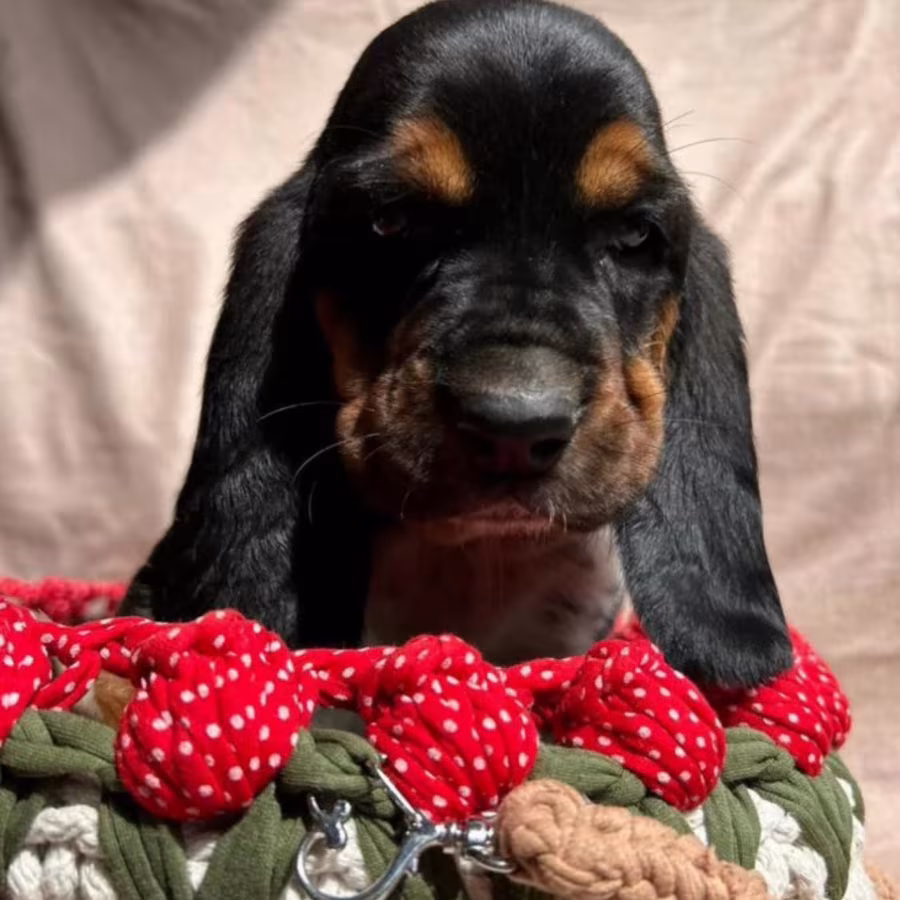 Floppy-Eared Boy Looking for a Home in Denver (CO)