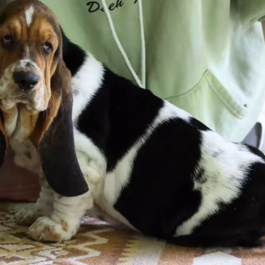 Basset Hound Boy Looking for a Home in Detroit (MI)