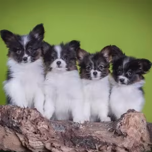 Premium Papillon Puppies for Sale | Florida's Finest!