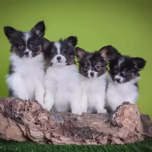 Premium Papillon Puppies for Sale | Florida's Finest!