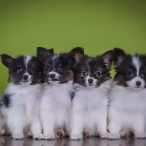 Premium Papillon Puppies for Sale | Florida's Finest!