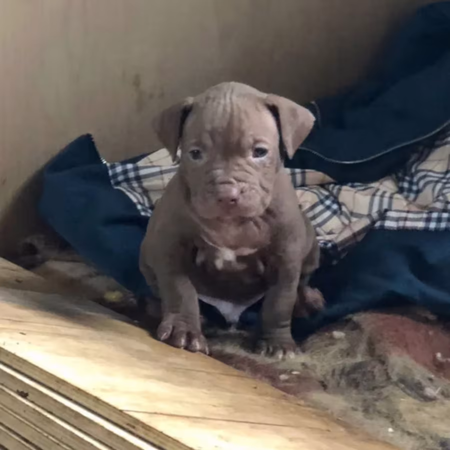 American Pit Bull Terrier Puppies for Sale in Michigan (MI)