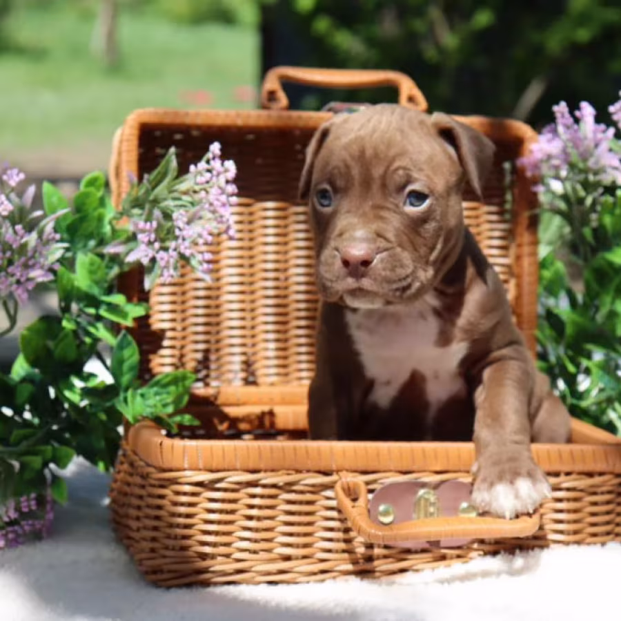 American Pit Bull Terrier Puppies Available for Reservation in Austin