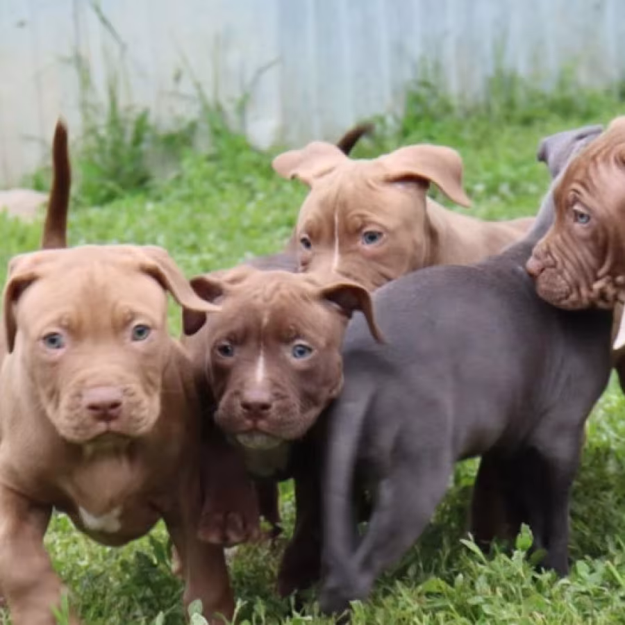 American Pit Bull Terrier Puppies Available for Reservation in Austin