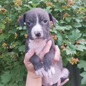 American Pit Bull Terrier Puppies Available for Reservation in Austin