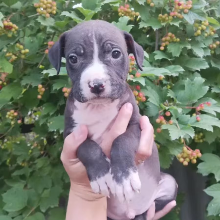 American Pit Bull Terrier Puppies Available for Reservation in Austin