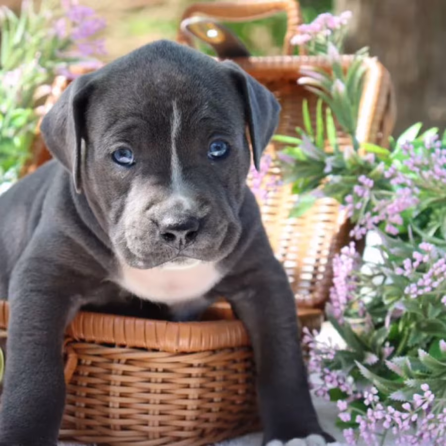 American Pit Bull Terrier Puppies Available for Reservation in Austin