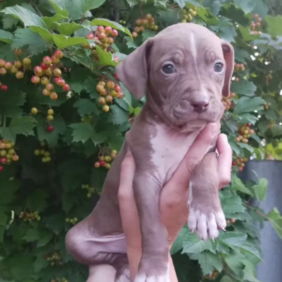 American Pit Bull Terrier Puppies Available for Reservation in Austin