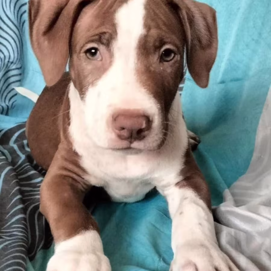 Female American Pit Bull Terrier Puppy for Sale Manhattan (New York)