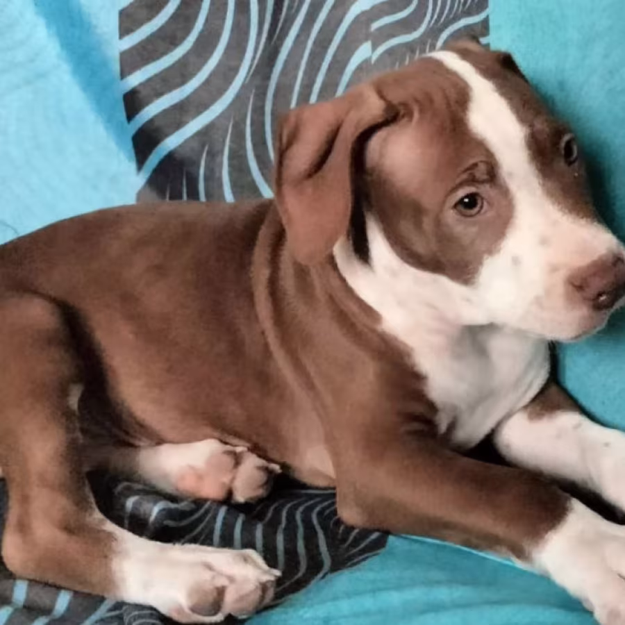 Female American Pit Bull Terrier Puppy for Sale Manhattan (New York)