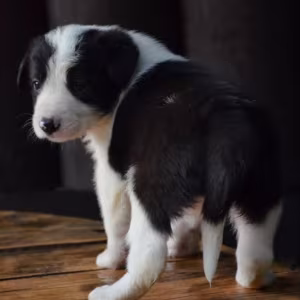 Collie Puppies for Sale in Texas (TX)