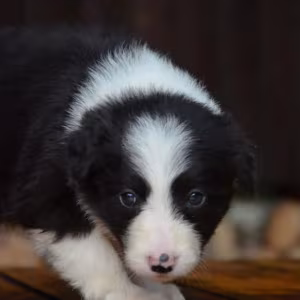 Collie Puppies for Sale in Texas (TX)