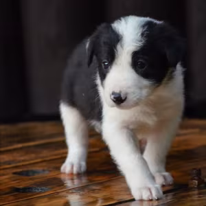 Collie Puppies for Sale in Texas (TX)